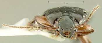 Media type: image;   Entomology 31941 Aspect: head frontal view